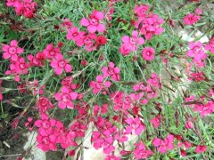 Гвоздика Травянка Рубиновые Звезды цв.п 0,2гр СеДек