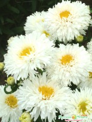 Нивяник Крейзи Дейзи, махровый цв.п 25шт Аэлита