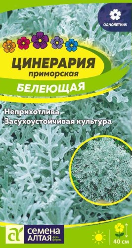 Цинерария приморская Белеющая цв.п 0,1гр Семена Алтая