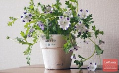 Немофила пятнистая Барбара цв.п 0,3гр Гавриш