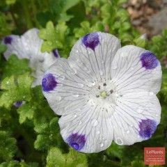 Немофила пятнистая Барбара цв.п 0,3гр Гавриш