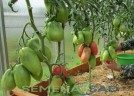 Томат Ослиные Уши цв.п 10шт Медведев