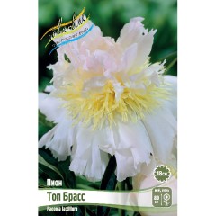 Пион Топ Брасс Color Line