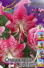 Лилия Прекрасная Рубрум Colorline