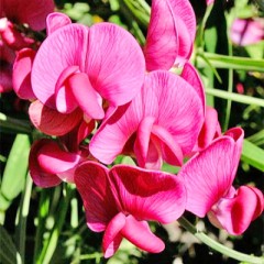 Душистый Горошек Бубенчик цв.п 0,5гр СеДек