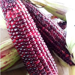 Кукуруза Красотка F1 цв.п 5шт Аэлита