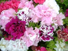 Петуния Двойной Каскад махровая, смесь сортов F1 цв.п 5шт Аэлита