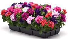 Петуния Двойной Каскад махровая, смесь сортов F1 цв.п 5шт Аэлита