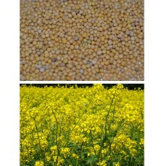 СИДЕРАТ ГОРЧИЦА