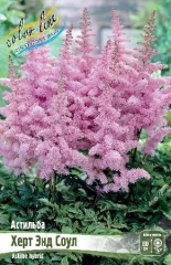 Астильба Херт Энд Соул Color Line