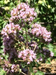 Душица обыкновенная Радуга цв.п 0,05гр СеДек