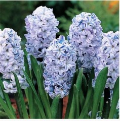 Гиацинт махровый Генерал Колер Color Line