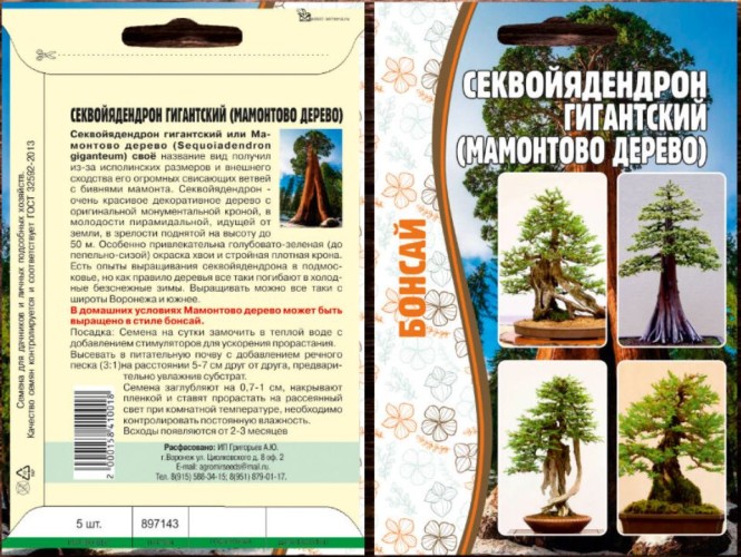 Секвойядендрон гигантский (Мамонтово дерево) цв.п 5шт	ИП Григорьев