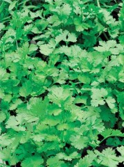 Кориандр Стимул цв.п 2гр СеДеК