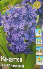Гиацинт махровый Манхеттен Color Line