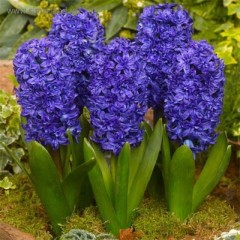 Гиацинт махровый Манхеттен Color Line