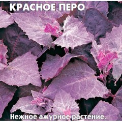 Лебеда Красное Перо декоративная цв.п 0,2гр СеДек