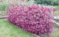 Лебеда Красное Перо декоративная цв.п 0,2гр СеДек