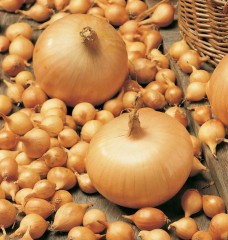 Лук севок Штуттгартер Ризен средний 10-21мм Россия (цена за грамм)