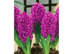 Гиацинт Мисс Сайгон Color Line