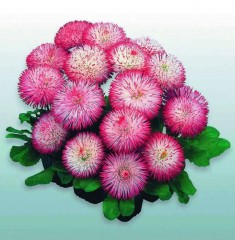 Маргаритка Хабанера цв.п 15шт НК Русский Огород