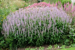 Лофант Знахарь анисовый цв.п 0,1гр СеДек