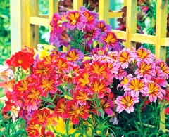 Сальпиглоссис Фейерверк, смесь сортов цв.п 0,02гр Аэлита