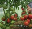 Томат Колхозная Королева цв.п 10шт Медведев