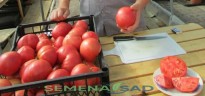 Томат Колхозная Королева цв.п 10шт Медведев