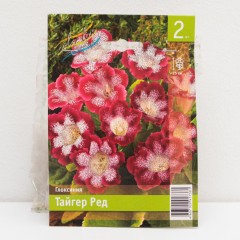 Глоксиния Тайгер Ред Color Line