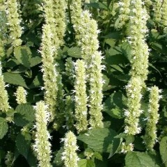 Лофант Снежок цв.п 0,1гр СеДек