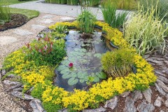 Седум Желтая Роза цв.п 0,03гр Аэлита