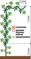 Огурец Любимец семьи F1 цв.п 0,25гр Аэлита