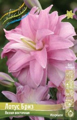 Лилия Лотус Бриз восточная махровая Colorline