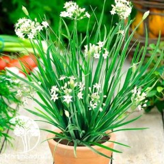 Лук душистый Пикантный цв.п 0,5гр СеДек