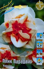 Нарцисс Пинк Парадайз Color Line