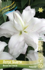 Лилия Лотус Бьюти восточная махровая Colorline