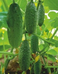 Огурец Дедок F1 цв.п 8шт Уральский Дачник