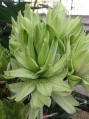 Лилия Мистери Дрим азиатская Colorline