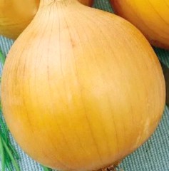 Лук репчатый Ак1 цв.п 0,5гр СеДек