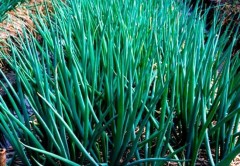 Лук батун Апрельский б.п 0,2гр Аэлита