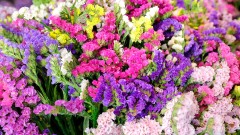 Статица Летнее Настроение, смесь сортов цв.п 0,1гр Аэлита