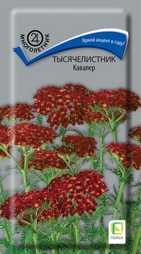 Тысячелистник Кавалер цв.п 0,1гр Поиск