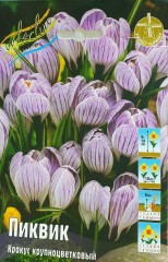Крокус Пиквик Крупноцветковый Color Line