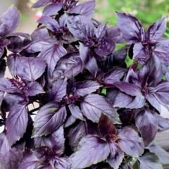 Базилик Ереванский овощной цв.п 0,2гр Аэлита