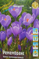 Крокус Ремембранс Крупноцветковый Color Line