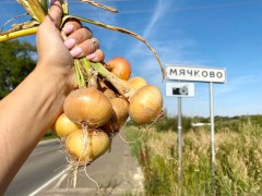 Лук репчатый Мячковский 300 цв.п 2гр СеДек