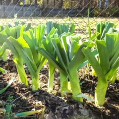 Лук порей Карантанский б.п 0,5гр Аэлита