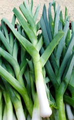 Лук порей Карантанский б.п 0,5гр Аэлита