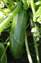 Кабачок Цукеша мет.п 2гр Аэлита